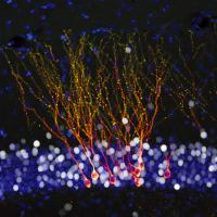 drugs-like-Prozac-work-by-activating-these-cells-in-the-brain
